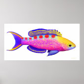 Anthias Ref Poster, geel Poster (Voorkant)