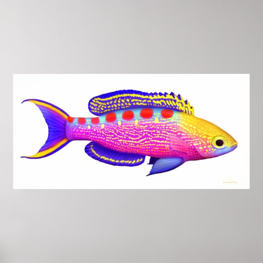 Anthias Ref Poster, geel Poster (Voorkant)