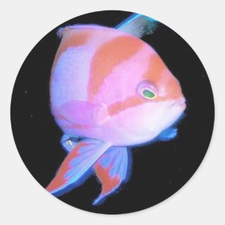 Anthias Ronde Sticker