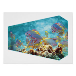 Anthias vissen op koraalrif - Fotografisch ontwerp Perfect Poster