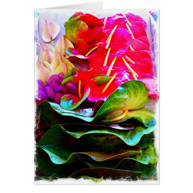 Anthiriums (Voorkant)