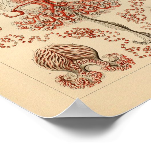  Anthomedusae kleur Ernst Haeckel Art Afdrukken Poster (Hoek)