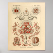  Anthomedusae kleur Ernst Haeckel Art Afdrukken Poster (Voorkant)
