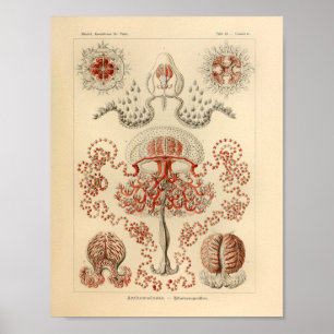  Anthomedusae kleur Ernst Haeckel Art Afdrukken Poster