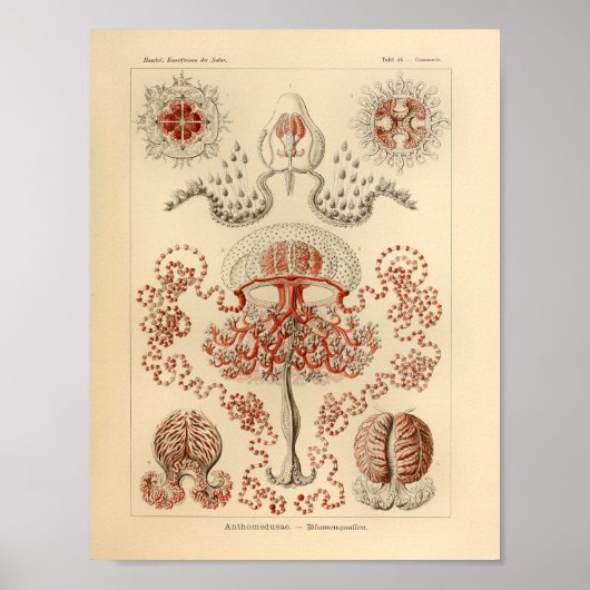  Anthomedusae kleur Ernst Haeckel Art Afdrukken Poster (Voorkant)