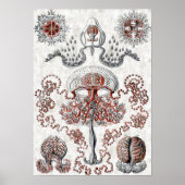Anthomedusae Poster (Voorkant)