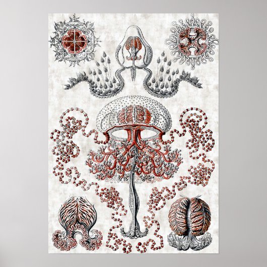 Anthomedusae Poster (Voorkant)