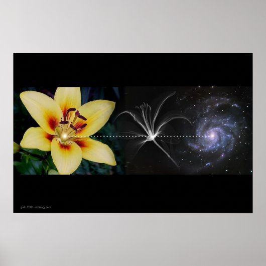 Anthony's Lily van Gregory Gallo Poster (Voorkant)