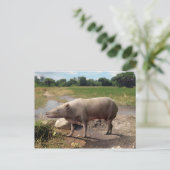 Anthracotherium ("Koolbeest") briefkaart (Staand voorkant)