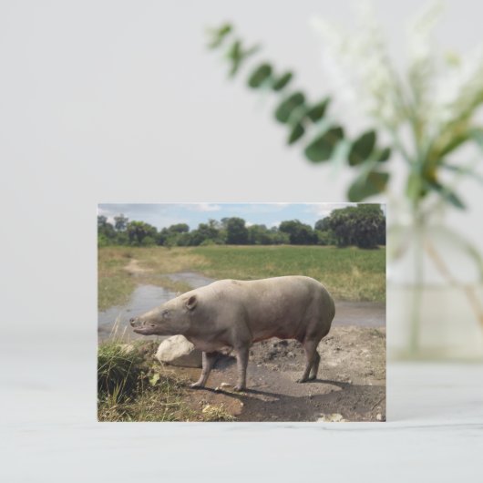 Anthracotherium ("Koolbeest") briefkaart (Staand voorkant)