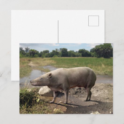 Anthracotherium ("Koolbeest") briefkaart (Voorkant / Achterkant)