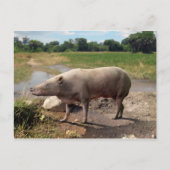 Anthracotherium ("Koolbeest") briefkaart (Voorkant)