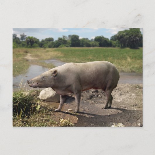 Anthracotherium ("Koolbeest") briefkaart (Voorkant)