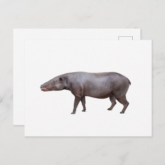 Anthracotherium ("Koolbeest") briefkaart, wit Briefkaart (Voorkant / Achterkant)
