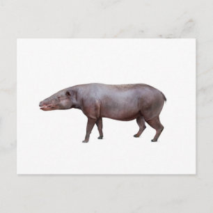 Anthracotherium ("Koolbeest") briefkaart, wit Briefkaart