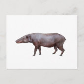 Anthracotherium ("Koolbeest") briefkaart, wit Briefkaart (Voorkant)