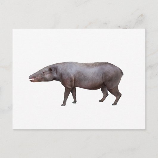 Anthracotherium ("Koolbeest") briefkaart, wit Briefkaart (Voorkant)