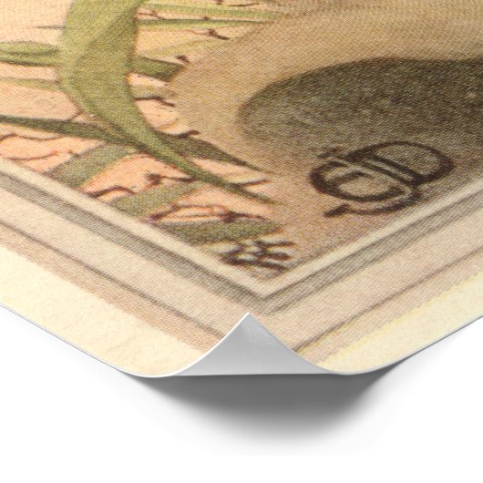 ANTHRAX FLY - Insect Book Illustration Poster (Hoek)