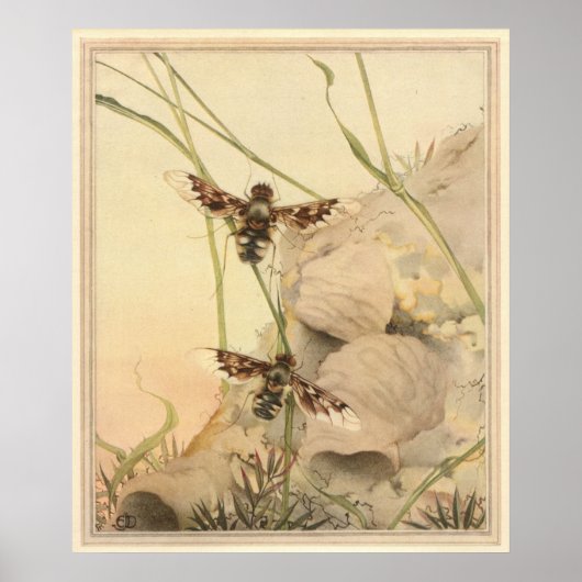 ANTHRAX FLY - Insect Book Illustration Poster (Voorkant)