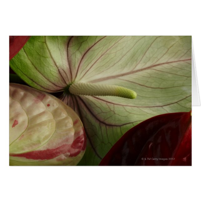 anthurium (Voorkant Horizontaal)