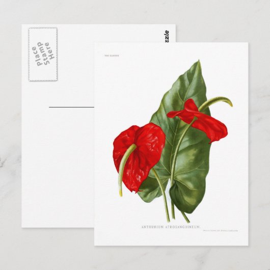 Anthurium atrosanguineum briefkaart (Voorkant / Achterkant)