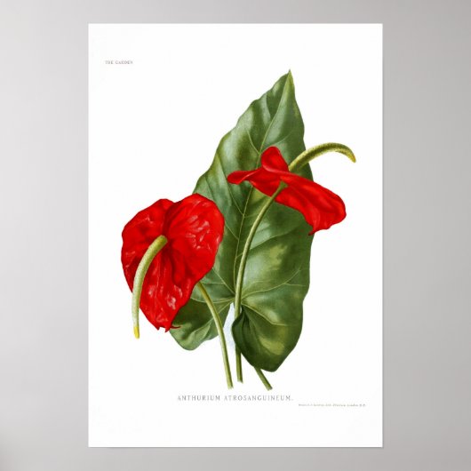 Anthurium atrosanguineum poster (Voorkant)