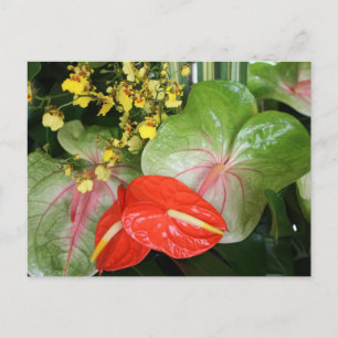 Anthurium Beauties! Briefkaart