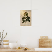 Anthurium botanische poster (Keuken)
