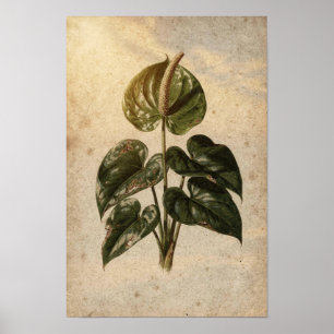 Anthurium botanische poster