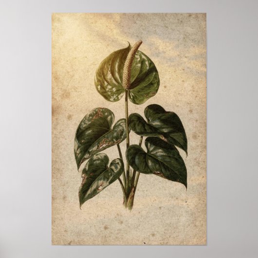 Anthurium botanische poster (Voorkant)