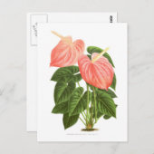 Anthurium Briefkaart (Voorkant / Achterkant)