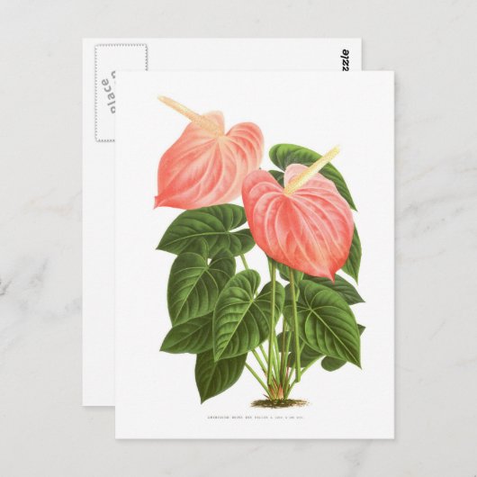 Anthurium Briefkaart (Voorkant / Achterkant)