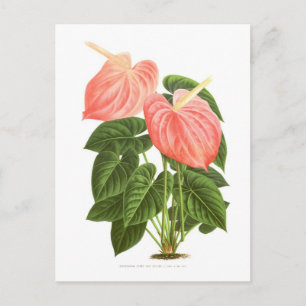 Anthurium Briefkaart