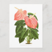 Anthurium Briefkaart (Voorkant)