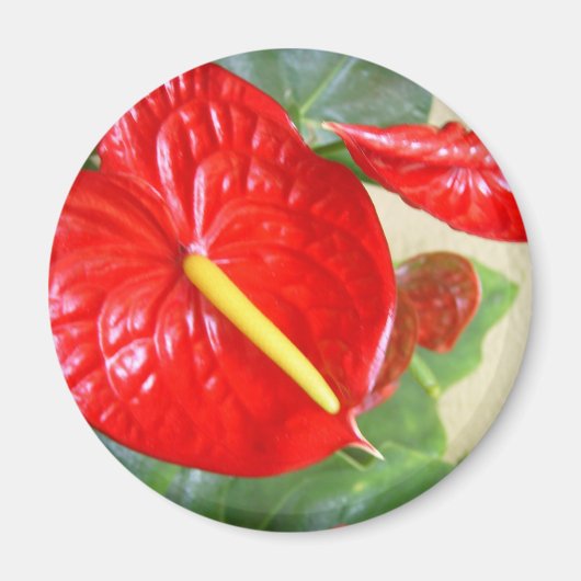 Anthurium Magneet (Voorkant)