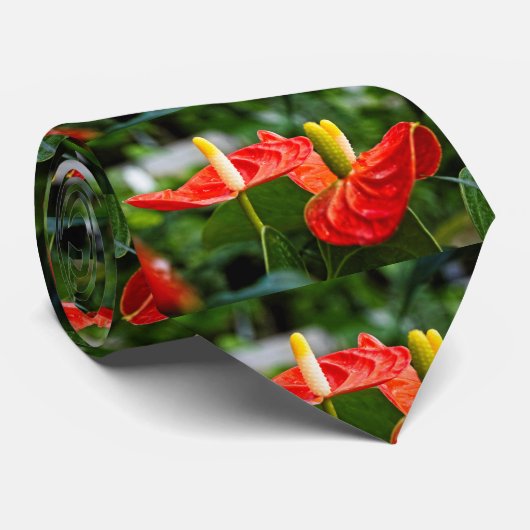 Anthurium Multi Stropdas (Opgerold)