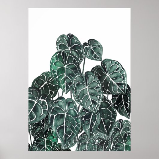 Anthurium Plant Leaf Poster (Voorkant)
