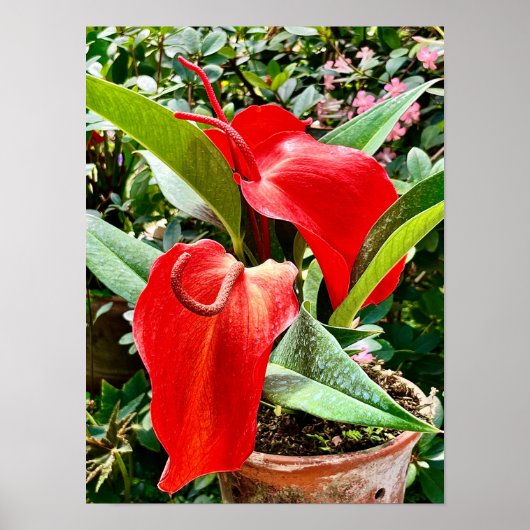 Anthurium Red Flower Mexico Poster (Voorkant)