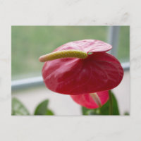 Anthurium, rood, groen, bloem, fotografie