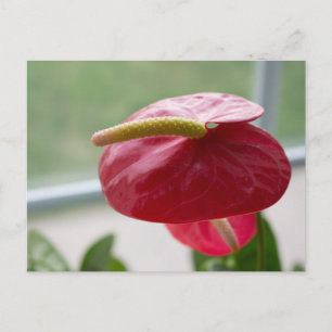 Anthurium, rood, groen, bloem, fotografie briefkaart