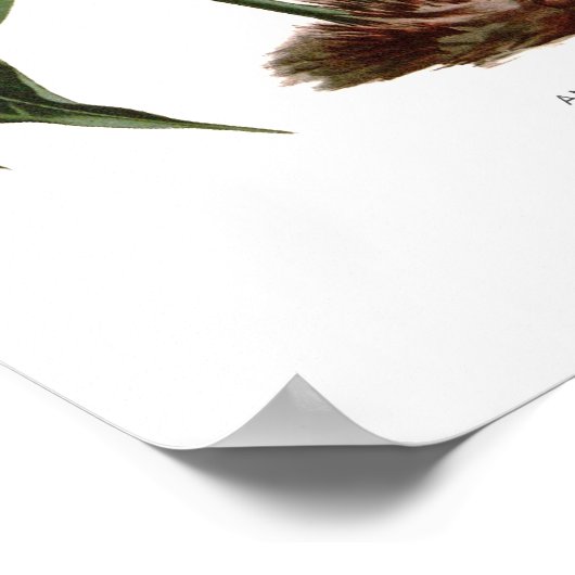 Anthurium scherzerianum poster (Hoek)