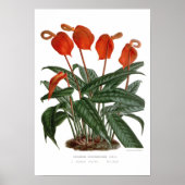 Anthurium scherzerianum poster (Voorkant)