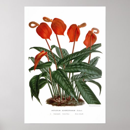 Anthurium scherzerianum poster (Voorkant)