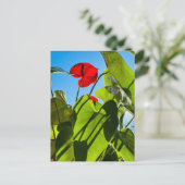 Anthurium verlaat Briefkaart (Staand voorkant)