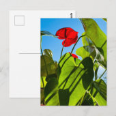 Anthurium verlaat Briefkaart (Voorkant / Achterkant)
