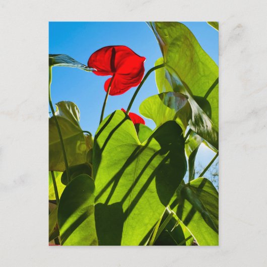 Anthurium verlaat Briefkaart (Voorkant)