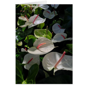 Anthuriums