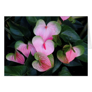 Anthuriums