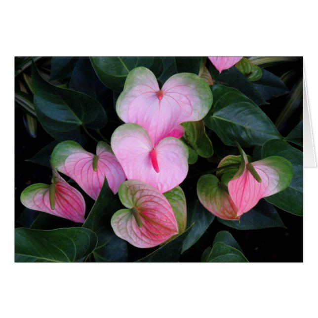 Anthuriums (Voorkant Horizontaal)