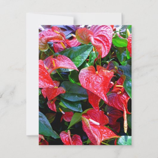 Anthuriums (Voorkant)